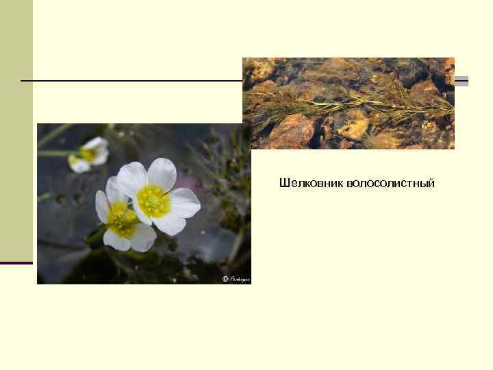 Шелковник волосолистный 