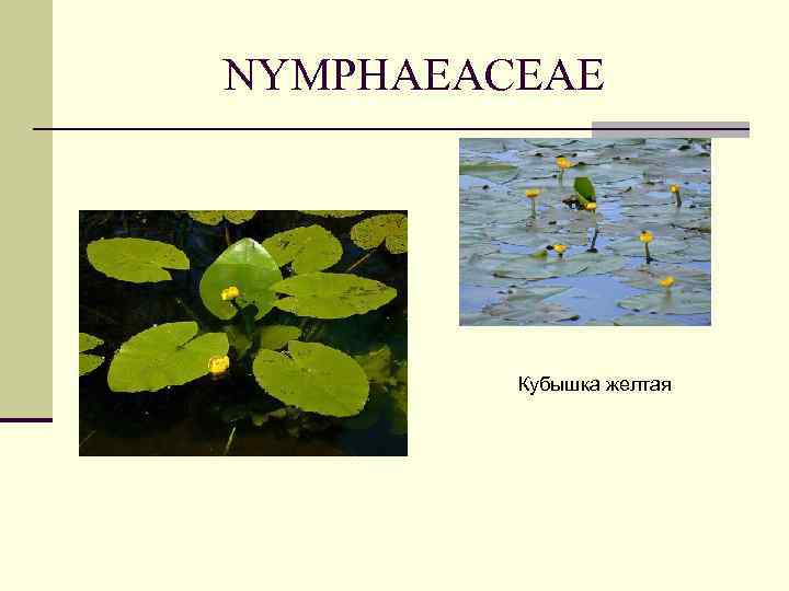 NYMPHAEACEAE Кубышка желтая 