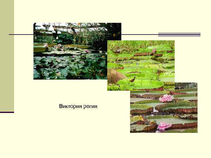 Виктория регия 