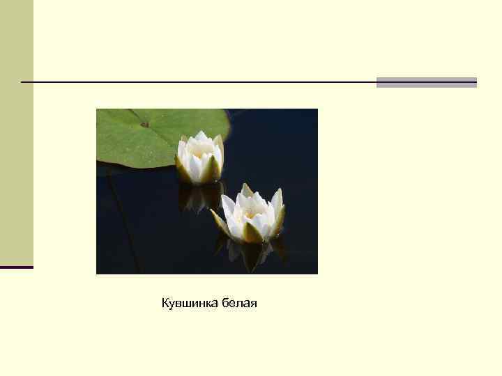 Кувшинка белая 