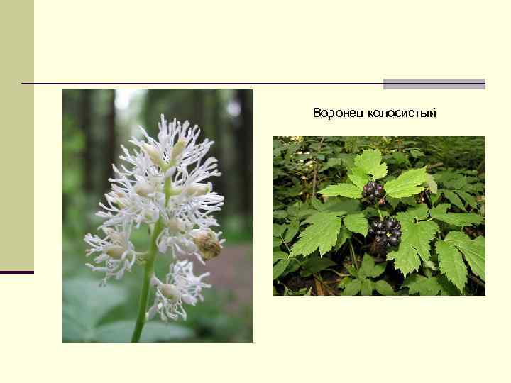 Воронец колосистый 