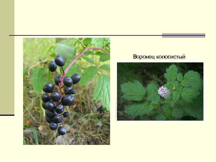 Воронец колосистый 