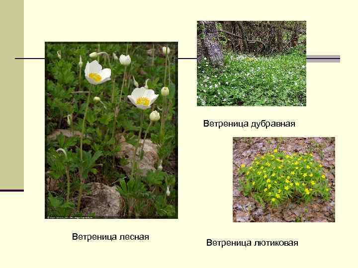 Ветреница дубравная Ветреница лесная Ветреница лютиковая 