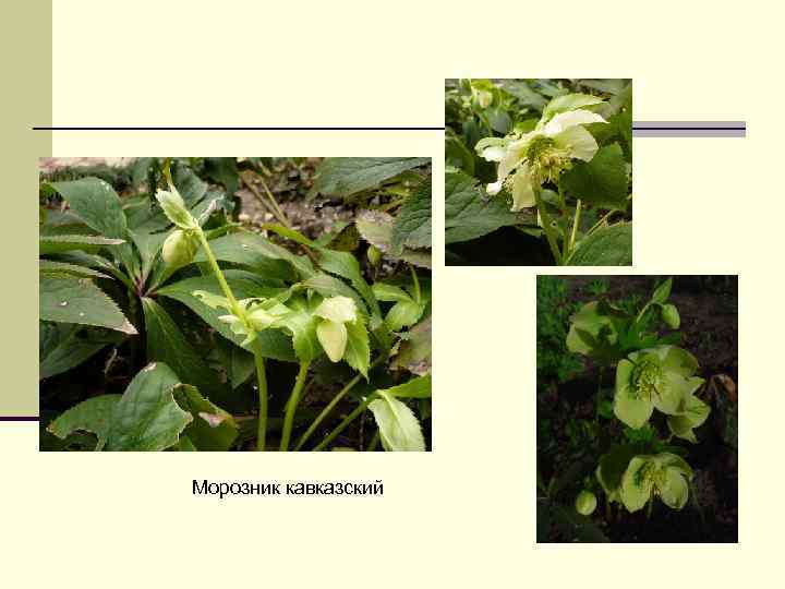 Морозник кавказский 