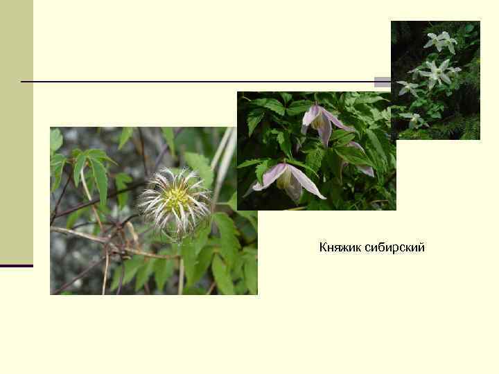 Княжик сибирский 