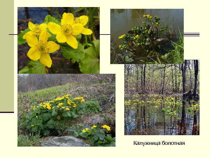 Калужница болотная 