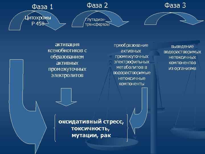 Фаза 1 Цитохромы Р 450 Фаза 2 Фаза 3 Глутадионтрансферазы активация ксенобиотиков с образованием