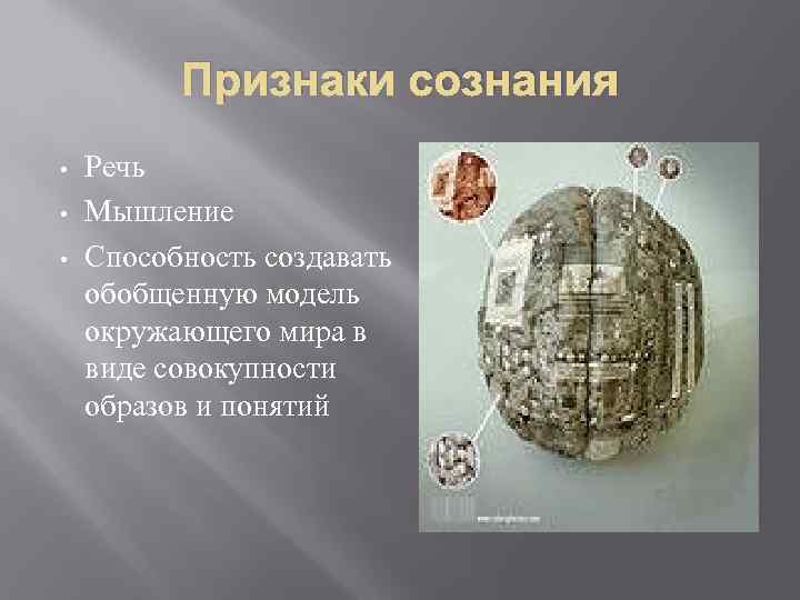 Признаки сознания • Речь • Мышление • Способность создавать обобщенную модель окружающего мира