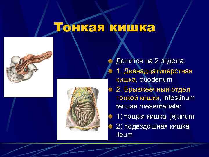 Тонкая кишка Делится на 2 отдела: 1. Двенадцатиперстная кишка, duodenum 2. Брызжеечный отдел тонкой