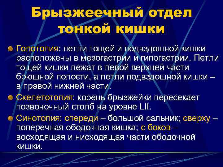 Брызжеечный отдел тонкой кишки Голотопия: петли тощей и подвздошной кишки расположены в мезогастрии и
