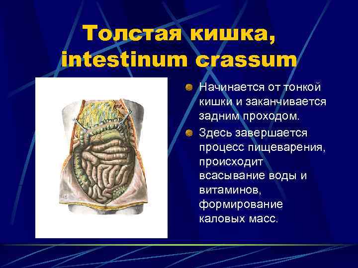 Толстая кишка, intestinum crassum Начинается от тонкой кишки и заканчивается задним проходом. Здесь завершается