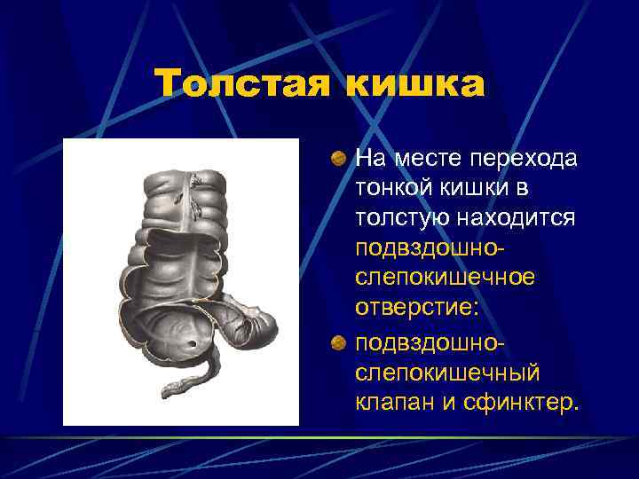 Толстая кишка На месте перехода тонкой кишки в толстую находится подвздошнослепокишечное отверстие: подвздошнослепокишечный клапан