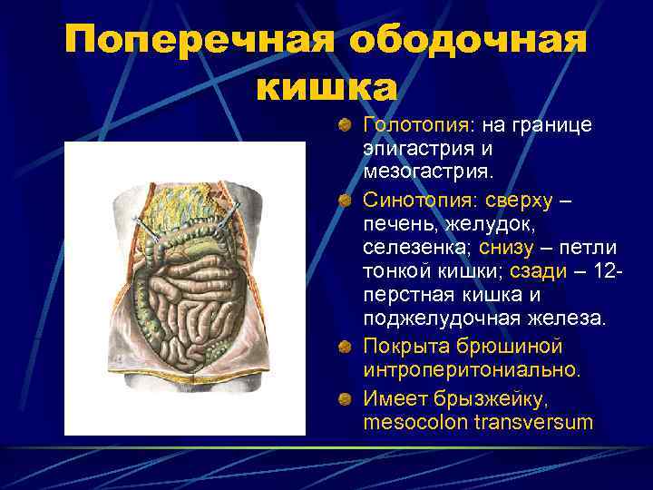 Поперечная ободочная кишка Голотопия: на границе эпигастрия и мезогастрия. Синотопия: сверху – печень, желудок,