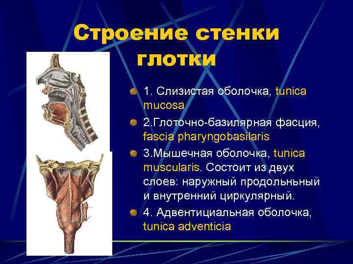 Строение стенки глотки 1. Слизистая оболочка, tunica mucosa 2. Глоточно-базилярная фасция, fascia pharyngobasilaris 3.