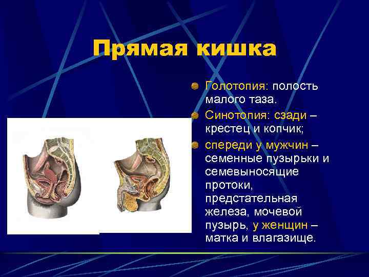 Прямая кишка Голотопия: полость малого таза. Синотопия: сзади – крестец и копчик; спереди у