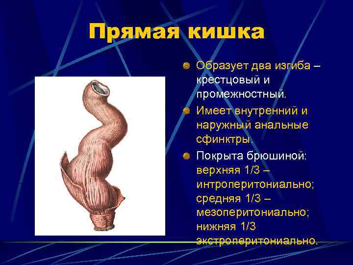 Прямая кишка Образует два изгиба – крестцовый и промежностный. Имеет внутренний и наружный анальные