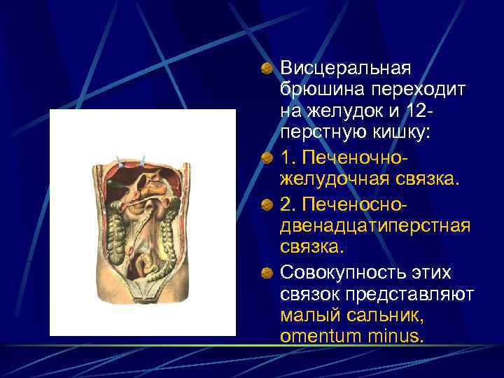 Висцеральная брюшина переходит на желудок и 12 перстную кишку: 1. Печеночножелудочная связка. 2. Печеноснодвенадцатиперстная