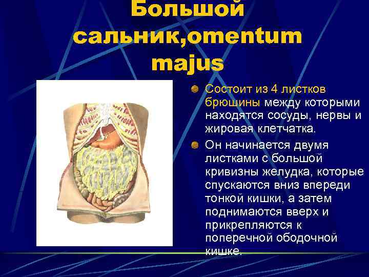 Большой сальник, omentum majus Состоит из 4 листков брюшины между которыми находятся сосуды, нервы
