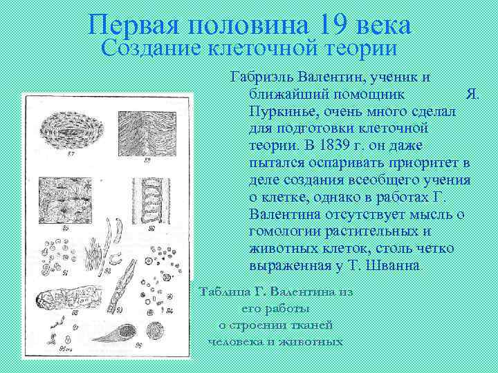 Первая половина 19 века Создание клеточной теории Габриэль Валентин, ученик и ближайший помощник Я.