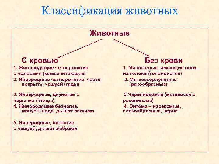 Классификация животных Животные С кровью Без крови 1. Живородящие четвероногие 1. Мягкотелые, имеющие ноги