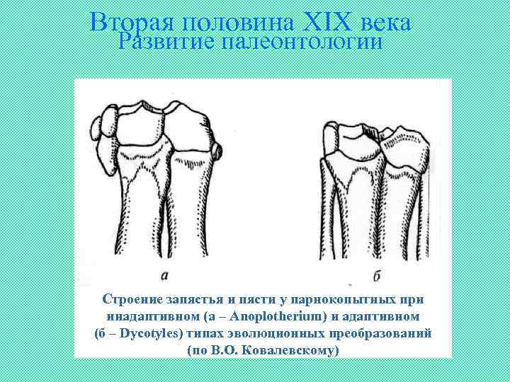 Вторая половина XIX века Развитие палеонтологии Строение запястья и пясти у парнокопытных при инадаптивном
