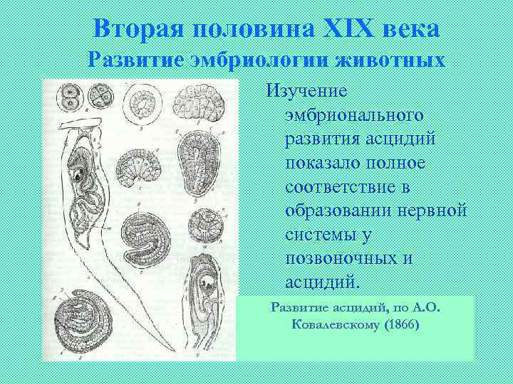 Вторая половина XIX века Развитие эмбриологии животных Изучение эмбрионального развития асцидий показало полное соответствие