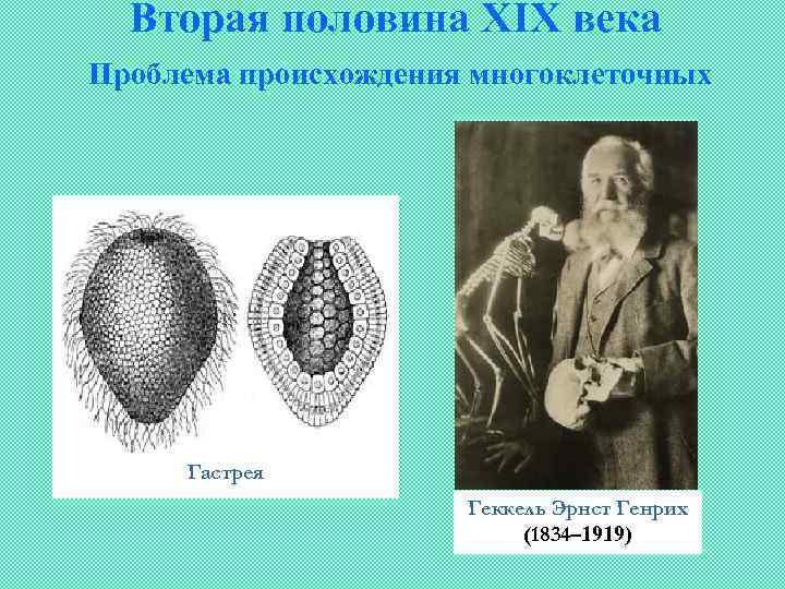 Вторая половина XIX века Проблема происхождения многоклеточных Гастрея Геккель Эрнст Генрих (1834– 1919) 