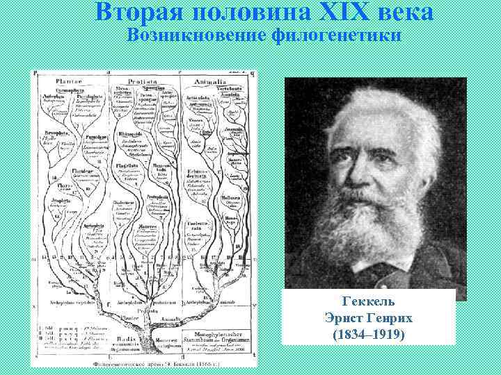 Вторая половина ХIХ века Возникновение филогенетики Геккель Эрнст Генрих (1834– 1919) 