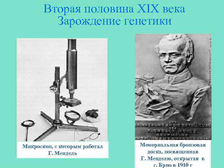 Вторая половина XIX века Зарождение генетики Микроскоп, с которым работал Г. Мендель Мемориальная бронзовая