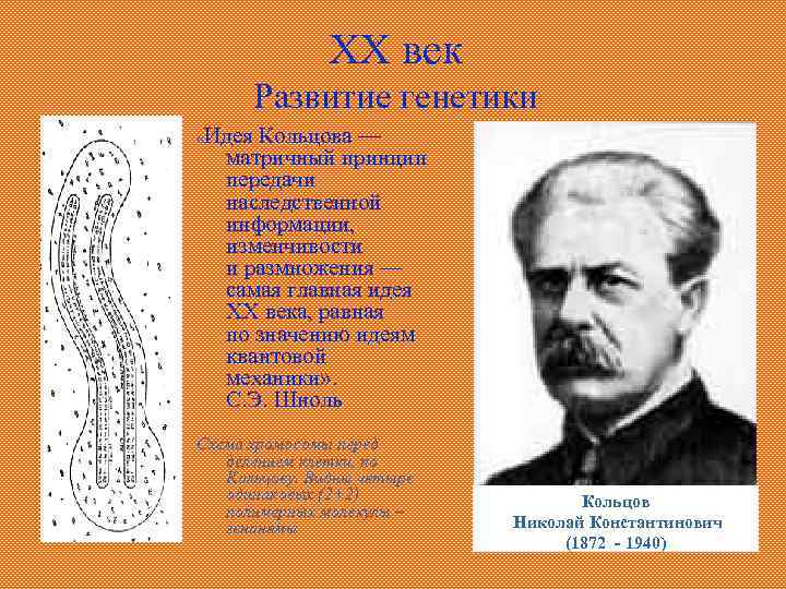 XX век Развитие генетики «Идея Кольцова — матричный принцип передачи наследственной информации, изменчивости и