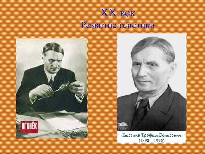 XX век Развитие генетики Лысенко Трофим Денисович (1898 – 1976) 
