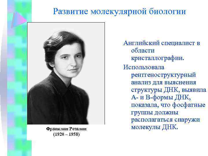 Развитие молекулярной биологии Франклин Розалин (1920 – 1958) Английский специалист в области кристаллографии. Использовала