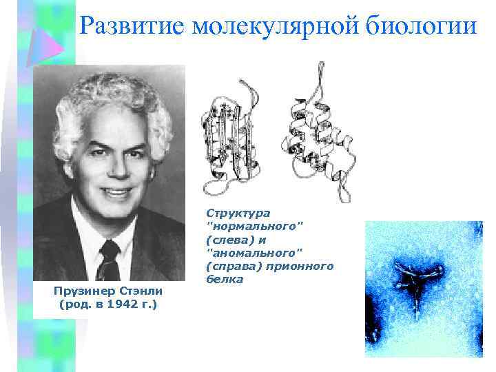 Развитие молекулярной биологии Прузинер Стэнли (род. в 1942 г. ) Структура "нормального" (слева) и