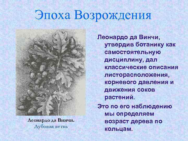 Эпоха Возрождения Леонардо да Винчи. Дубовая ветвь Леонардо да Винчи, утвердив ботанику как самостоятельную