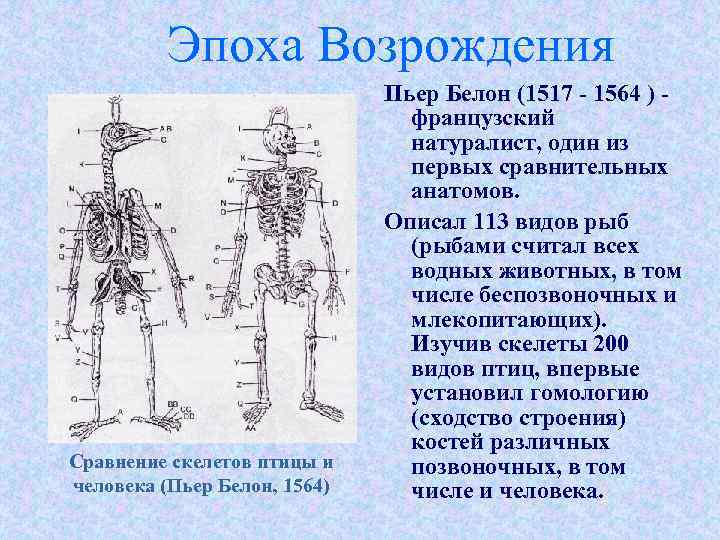 Эпоха возрождения в биологии. Пьер Белон. Белон ученый. Сравнение скелета человека и животного.