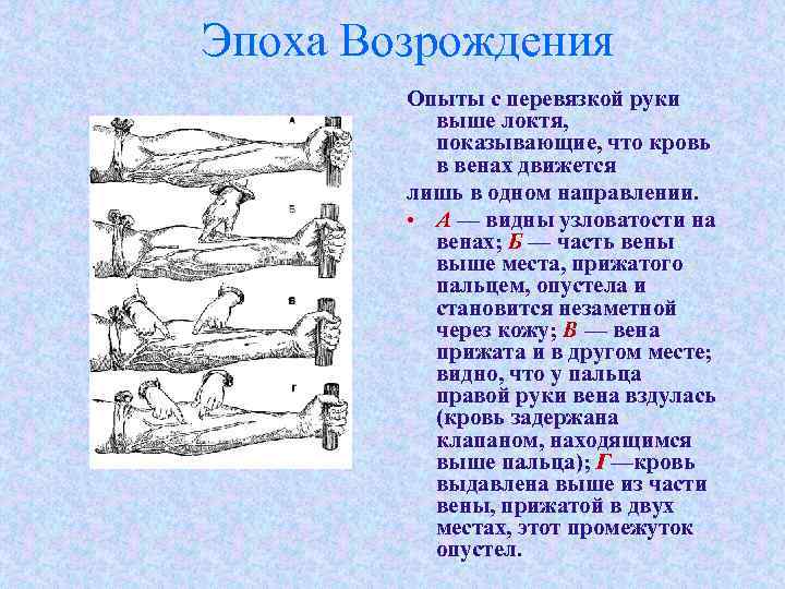Эпоха Возрождения Опыты с перевязкой руки выше локтя, показывающие, что кровь в венах движется