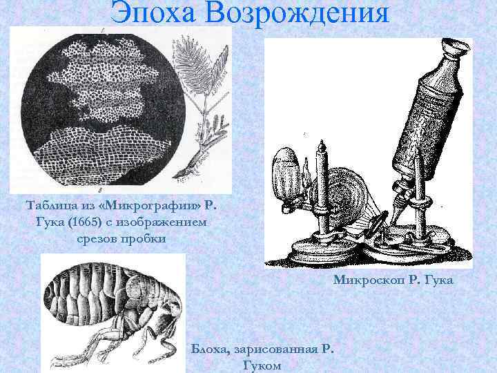 Эпоха Возрождения Таблица из «Микрографии» Р. Гука (1665) с изображением срезов пробки Микроскоп Р.