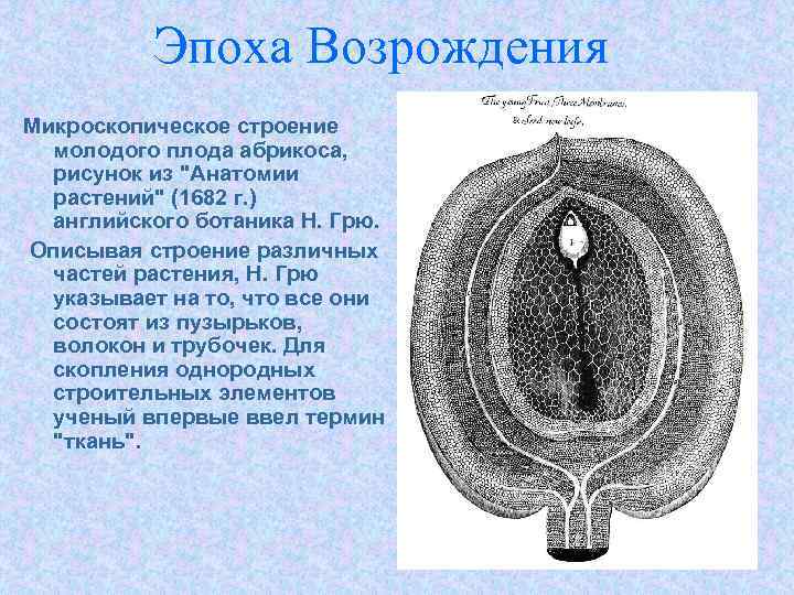 Эпоха Возрождения Микроскопическое строение молодого плода абрикоса, рисунок из "Анатомии растений" (1682 г. )