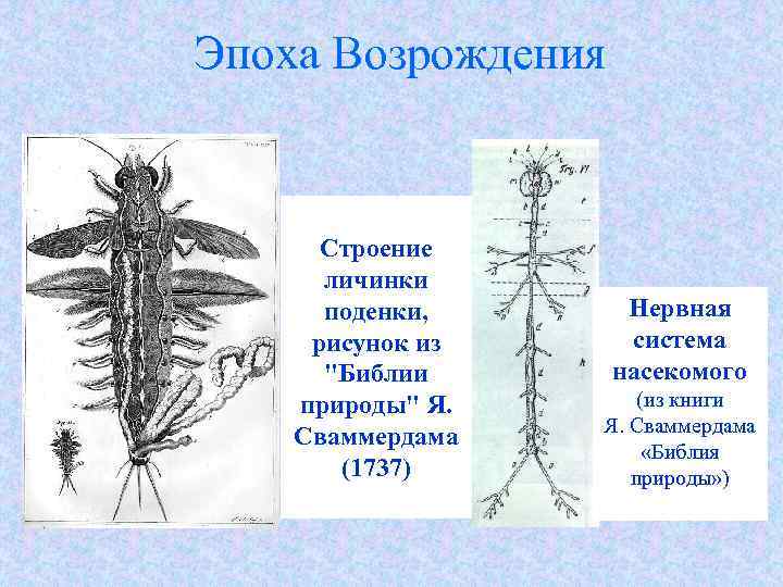 Личинка поденки рисунок