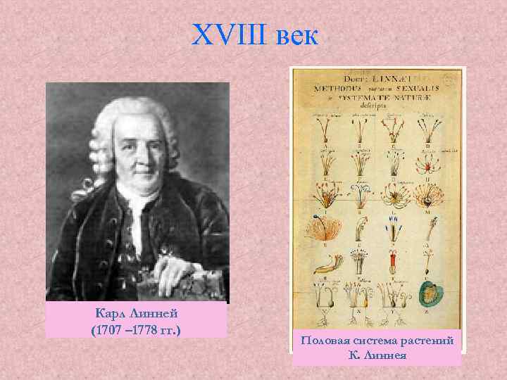 XVIII век Карл Линней (1707 – 1778 гг. ) Половая система растений К. Линнея