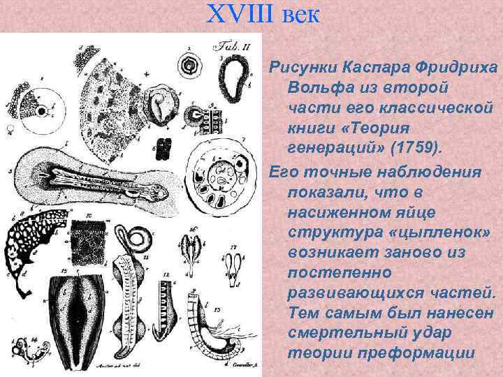 XVIII век Рисунки Каспара Фридриха Вольфа из второй части его классической книги «Теория генераций»