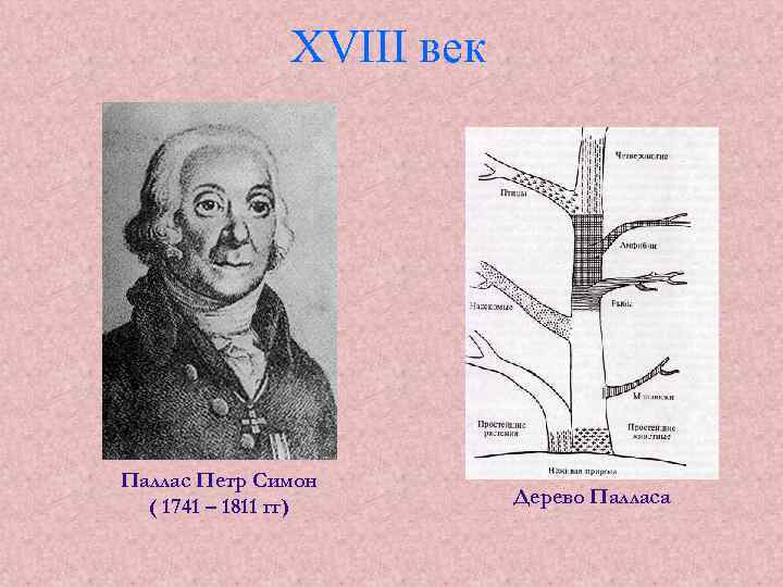 XVIII век Паллас Петр Симон ( 1741 – 1811 гг) Дерево Палласа 