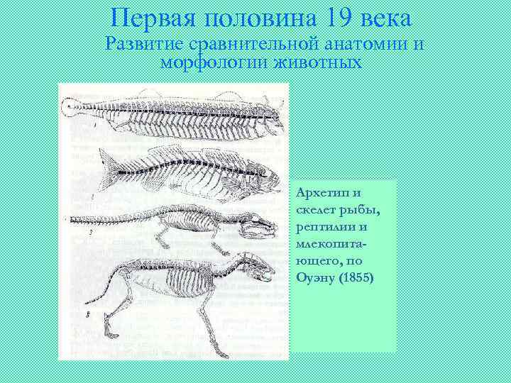 Первая половина 19 века Развитие сравнительной анатомии и морфологии животных Архетип и скелет рыбы,