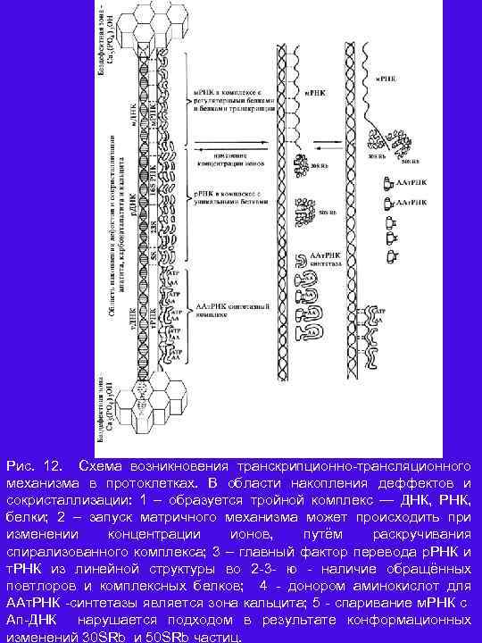 Рис. 12. Схема возникновения транскрипционно трансляционного механизма в протоклетках. В области накопления деффектов и