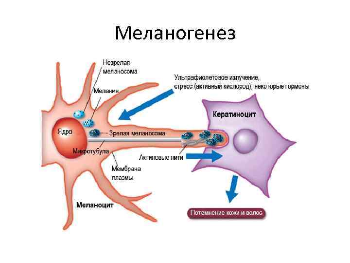 Меланогенез 