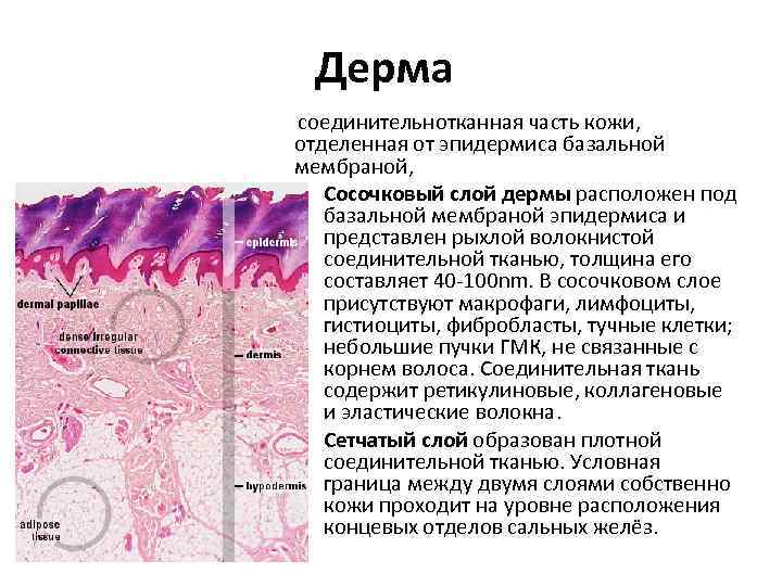 Дерма соединительнотканная часть кожи, отделенная от эпидермиса базальной мембраной, • Сосочковый слой дермы расположен