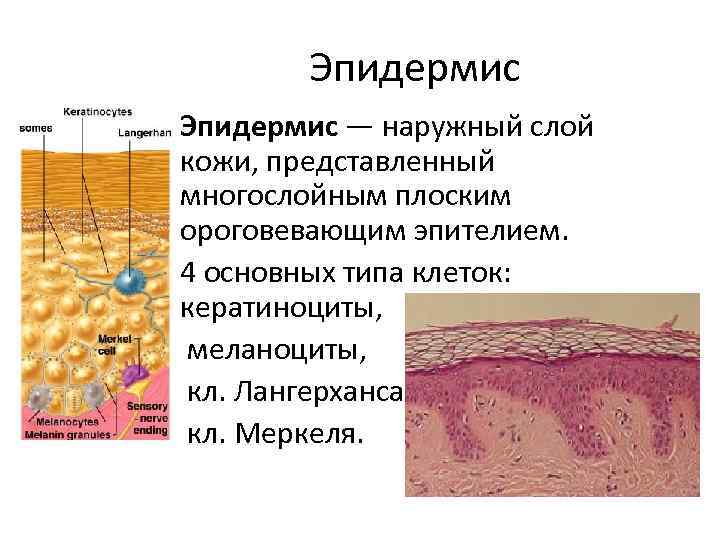 Эпидермис — наружный слой кожи, представленный многослойным плоским ороговевающим эпителием. 4 основных типа клеток: