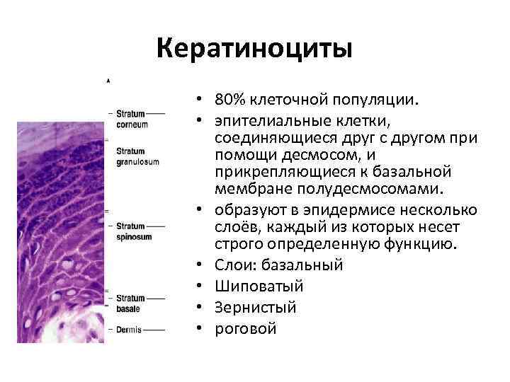 Кератиноциты • 80% клеточной популяции. • эпителиальные клетки, соединяющиеся друг с другом при помощи