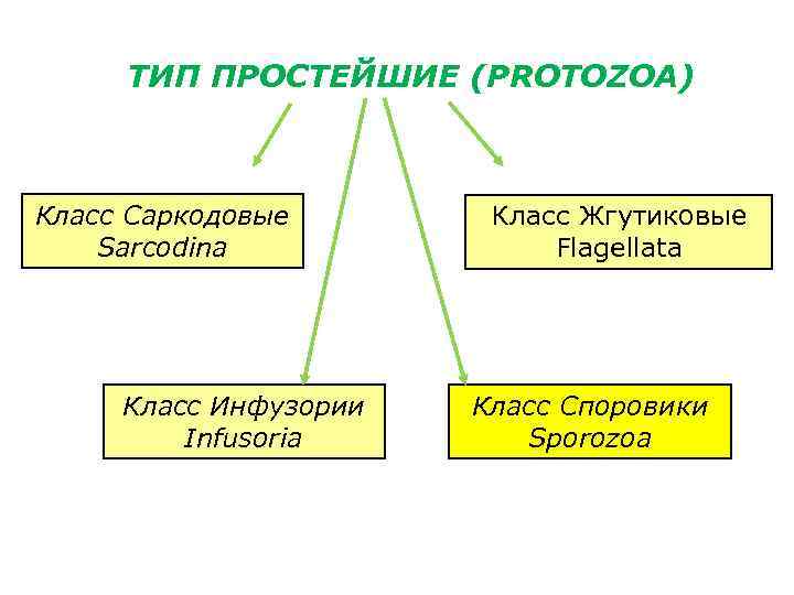 ТИП ПРОСТЕЙШИЕ (PROTOZOA) Класс Саркодовые Sarcodina Класс Инфузории Infusoria Класс Жгутиковые Flagellata Класс Споровики