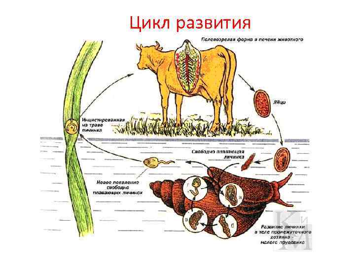 Цикл развития 